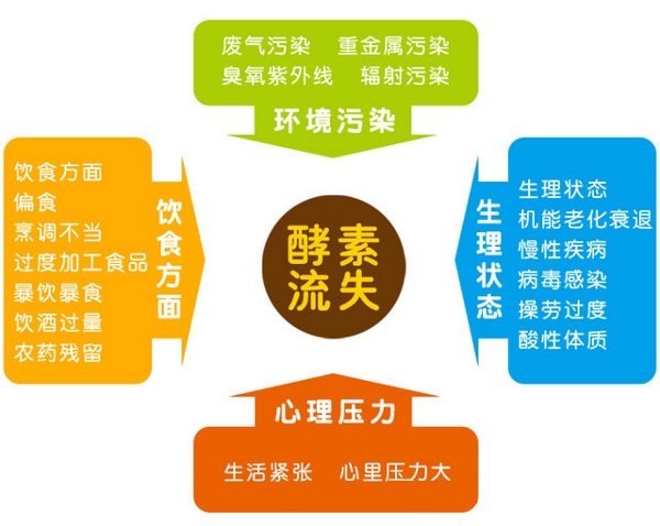 酵素與毒素的關係人為什麼需要補充酵素缺少酵素會出現哪些症狀