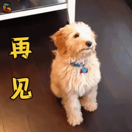 写作训练营丨如果你变成了一只狗狗