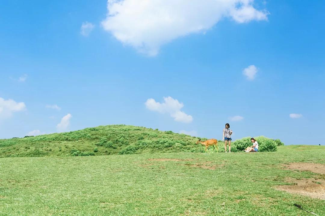 若草山若草山又叫三笠山,海拔虽只有342米,山顶却可以俯瞰整个奈良