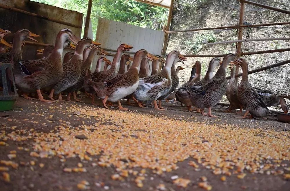 围观一村一品远销珠三角的怀集山坑玉米鸭你听说过没