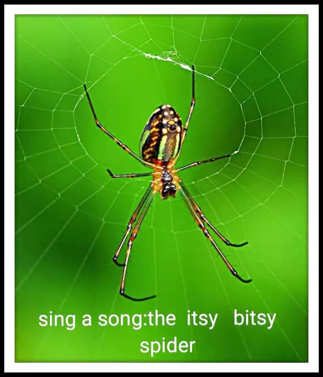 "the itsy bitsy spider went up the water spout.