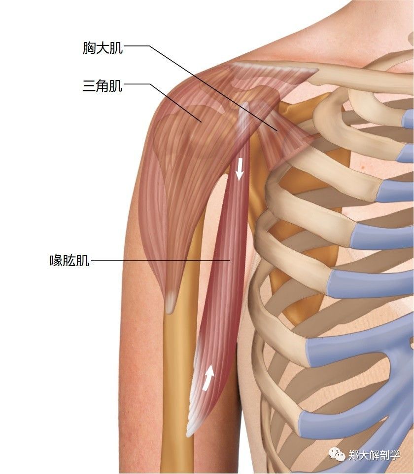 肩胛骨肌肉结构图图片