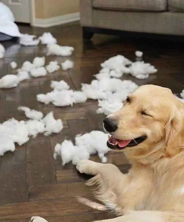 盘点8大爱拆家的狗狗以前不知道现在就是后悔