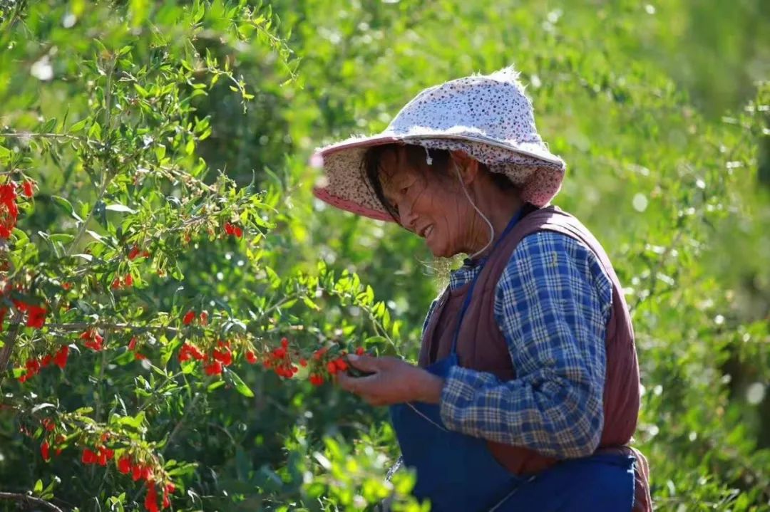 枸杞采摘能手戈壁滩上显身手柴达木枸杞采摘技能大赛在德令哈举行