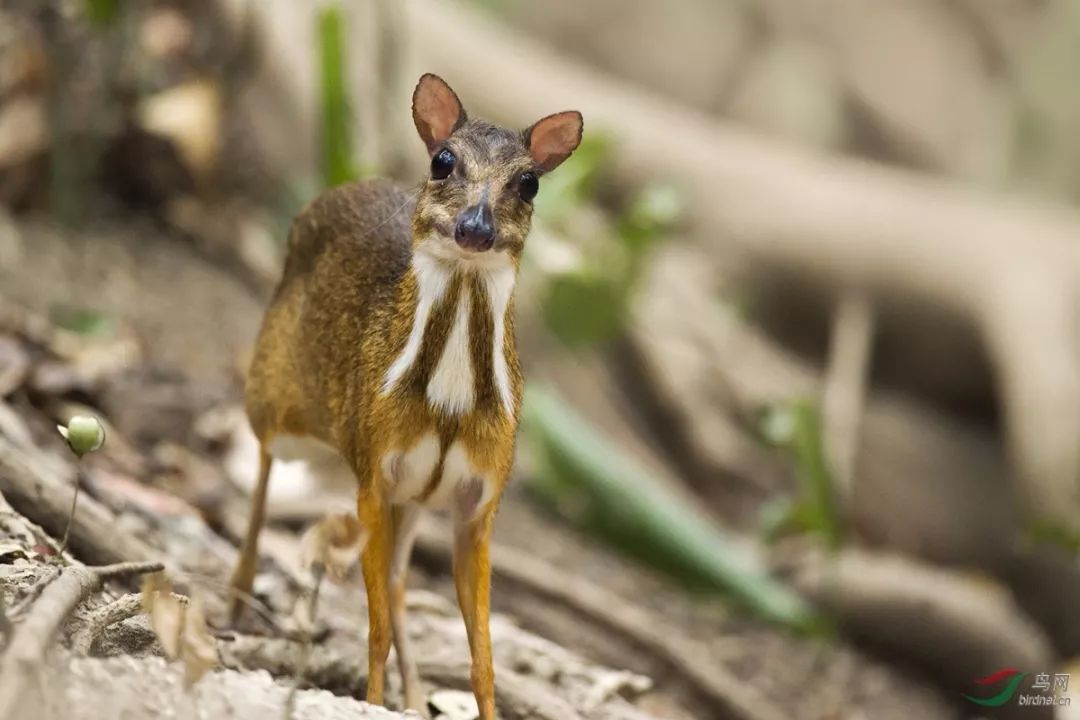 云南西双版纳的森林精灵鼷鹿