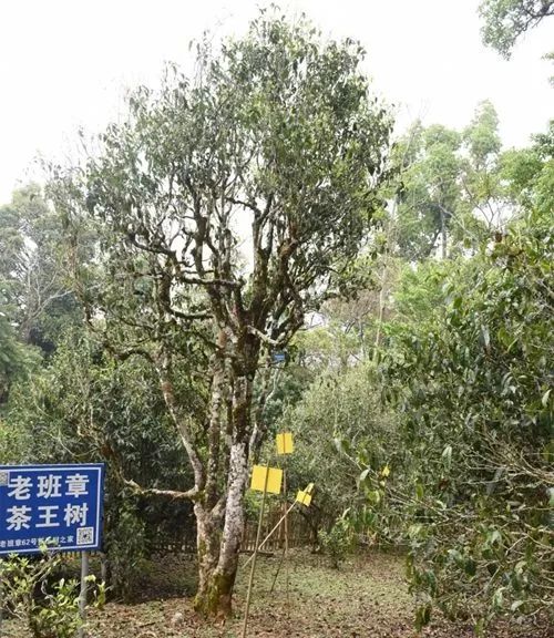 ☉老班章茶王树曾创68万一公斤采购天价2.