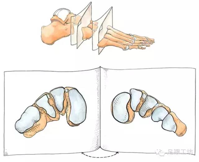 橫弓由三塊楔骨及五個蹠骨基底呈寬面向上,窄面向下楔形排列五個蹠骨