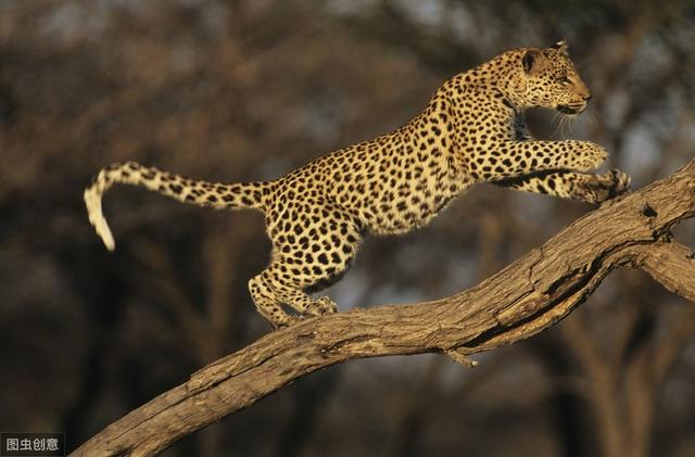 北美最聪明的霸主美洲豹