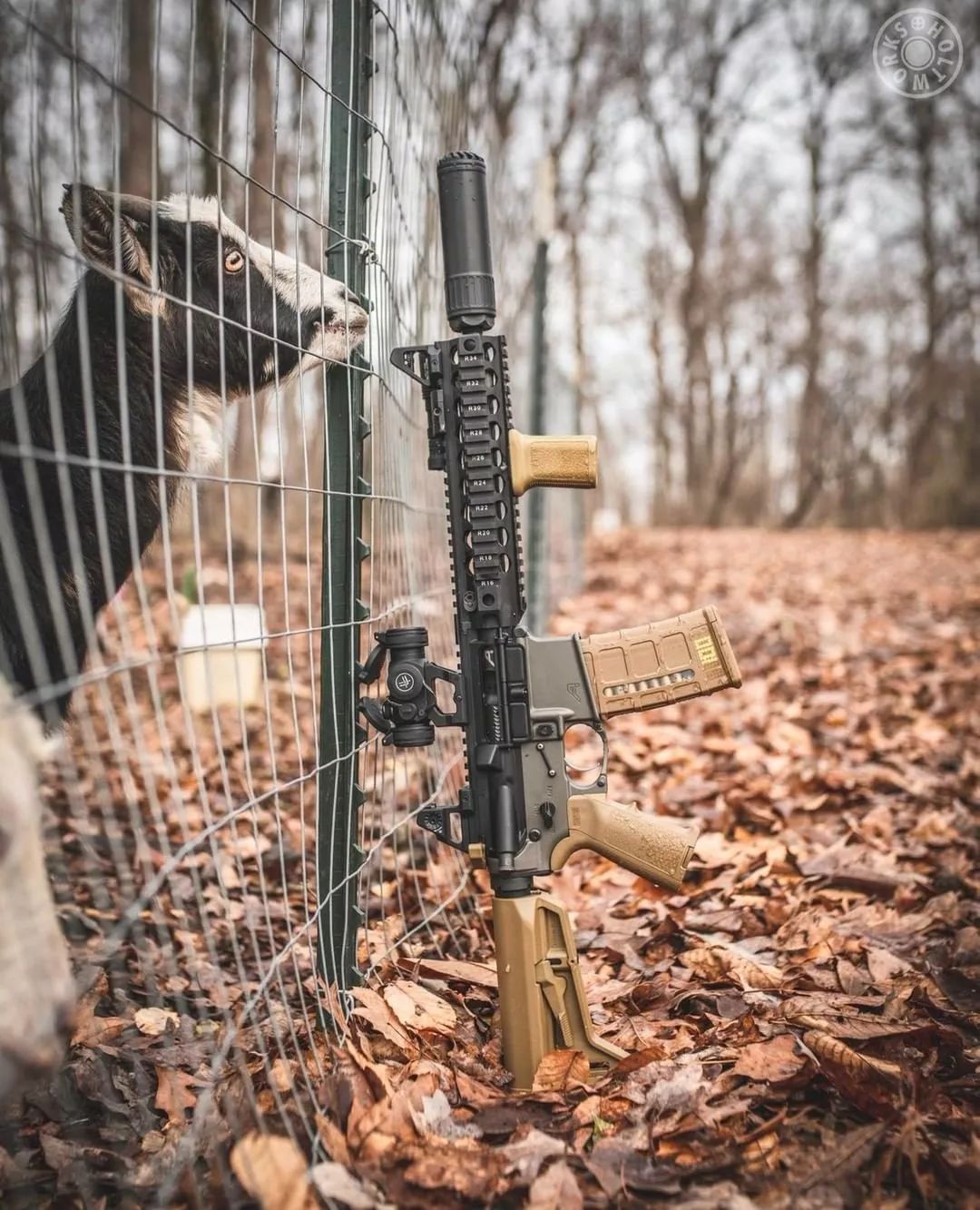 静观其变oss消音器美图欣赏