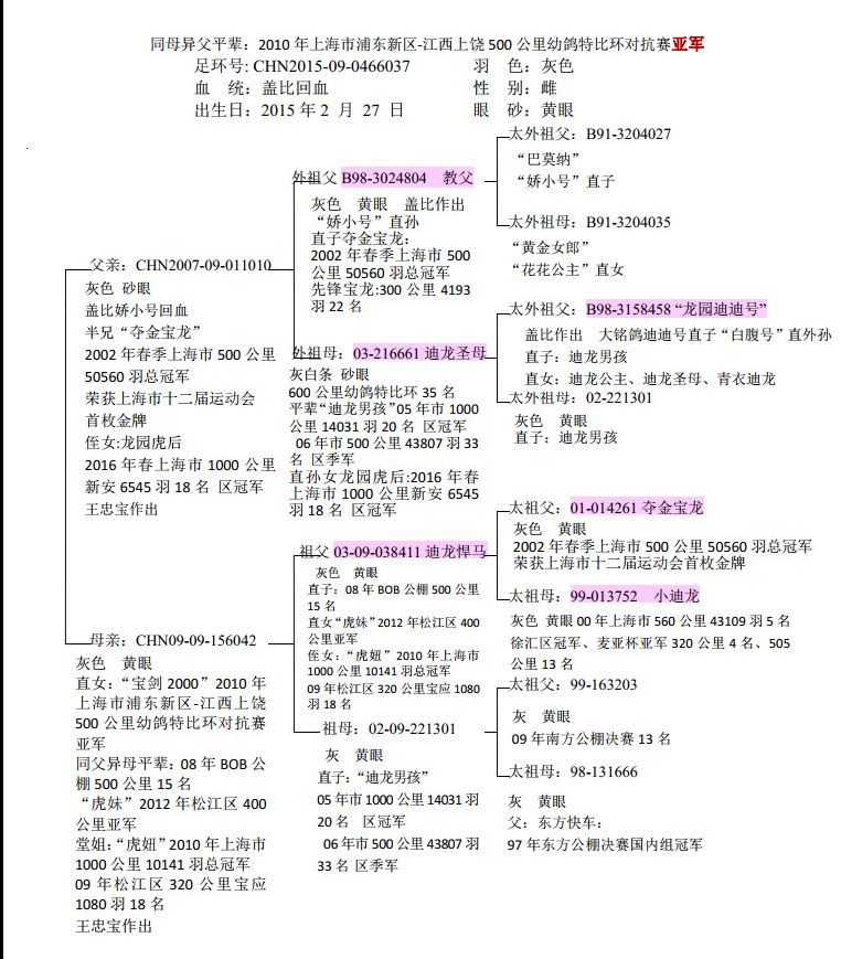 种鸽回血秘诀图片