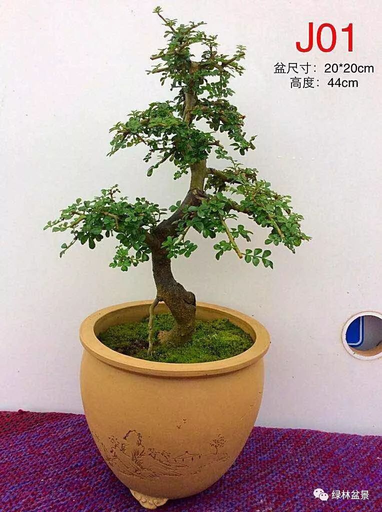 对节白蜡盆景懂得这3样没有养不好的