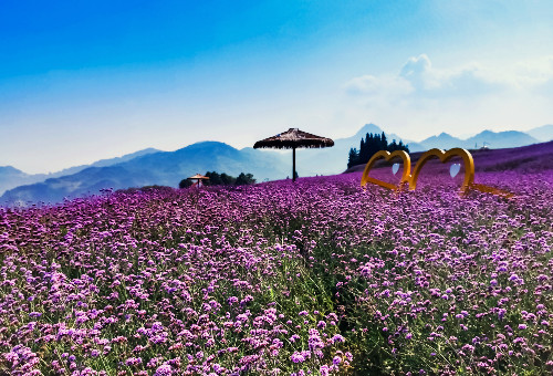 黔北花海,坐落在贵州省桐梓县娄山关镇杉坪