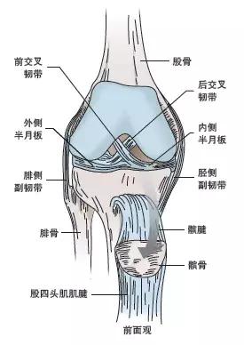 跑步时哪里最容易受伤?一份图解让你清晰认识这个部位