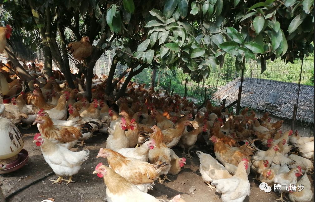 藤县·塘步三黄鸡产业扶贫示范基地