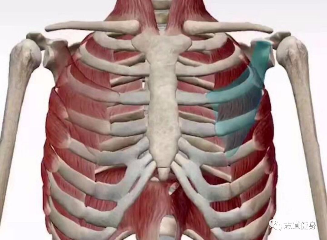 第三,因为你在吸气的过程中肋骨不能动了,所以肠道的蠕动也就会受影响