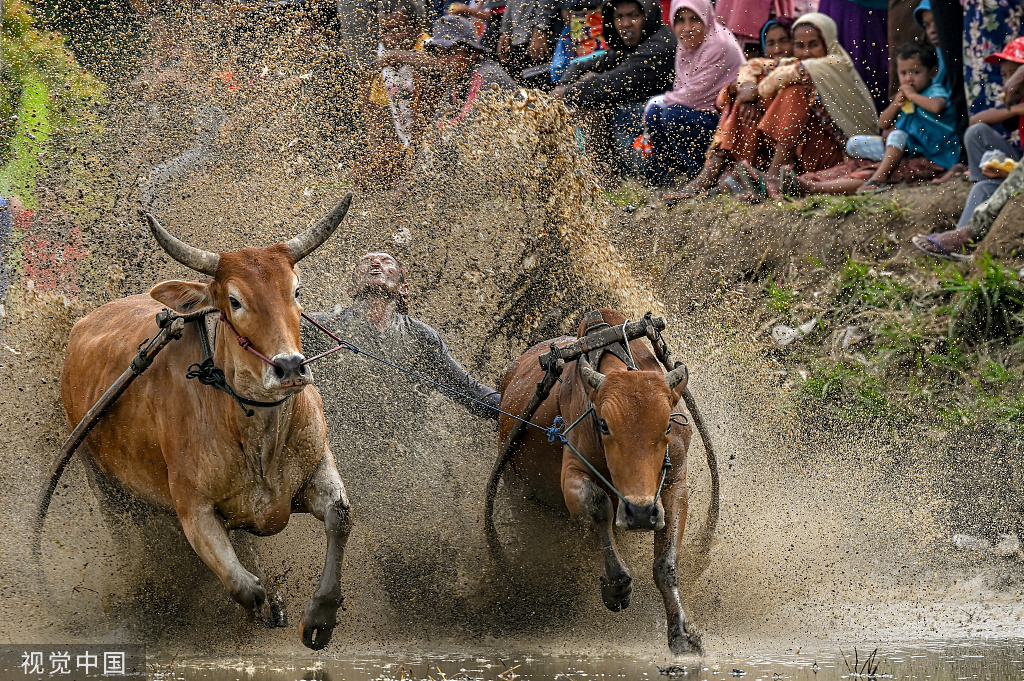 他们还通过用手紧握牛尾,或用牙齿咬住牛尾的方式来催促牛跑得更快
