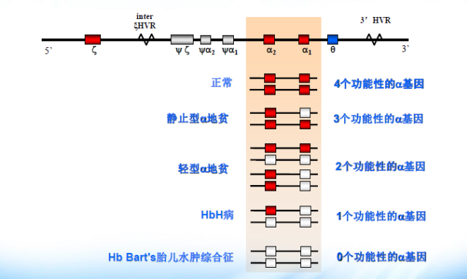 孕产课堂a地中海贫血不容忽视的遗传性疾病