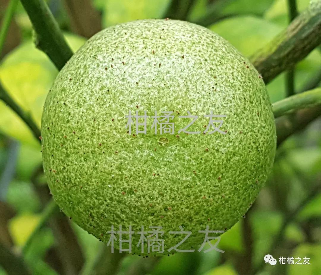 柑橘红蜘蛛是什么目什么科(柑橘树红蜘蛛特效药)