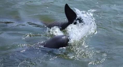 监利:凝聚合力,共护长江"微笑精灵"