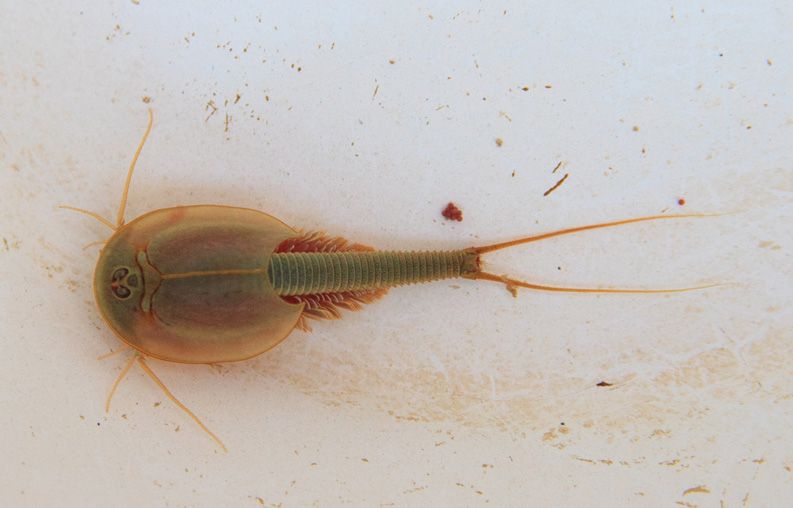 挺过三次生物大灭绝的三眼怪虫很多人可能还拿来喂过鸡鸭