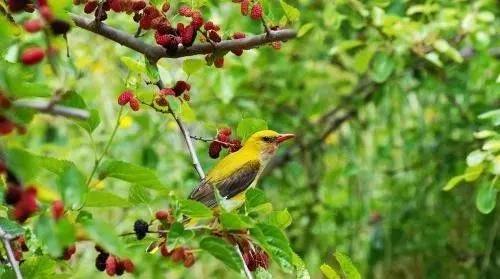 原创诗歌家乡的桑树柳路漫漫