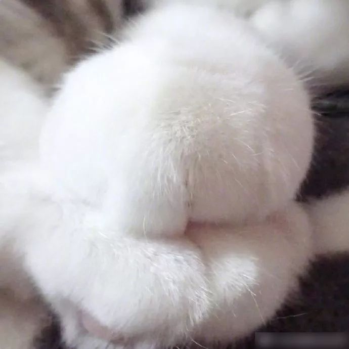 超完美肉垫!一百昏!