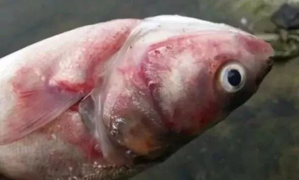 花白鲢败血症鲢鳙鱼暴发性出血病流行高发季该如何防控治疗附鱼类中暑