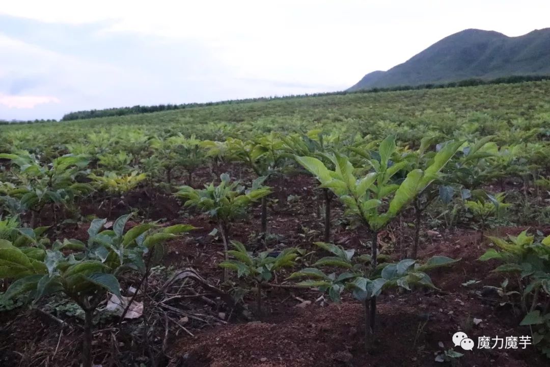 上百萬畝魔芋正在遭受太陽的毒烤_種植