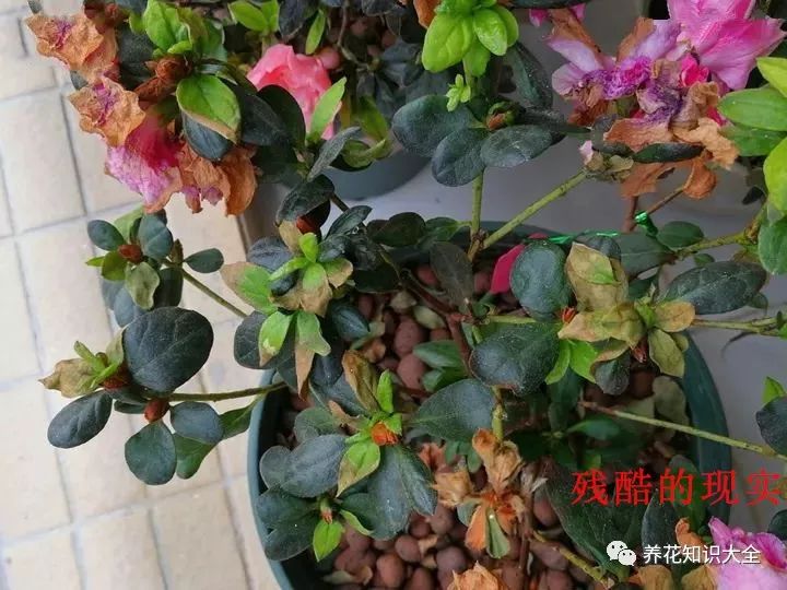 公认最难养的6种花,养一盆死一盆,想想都生气!