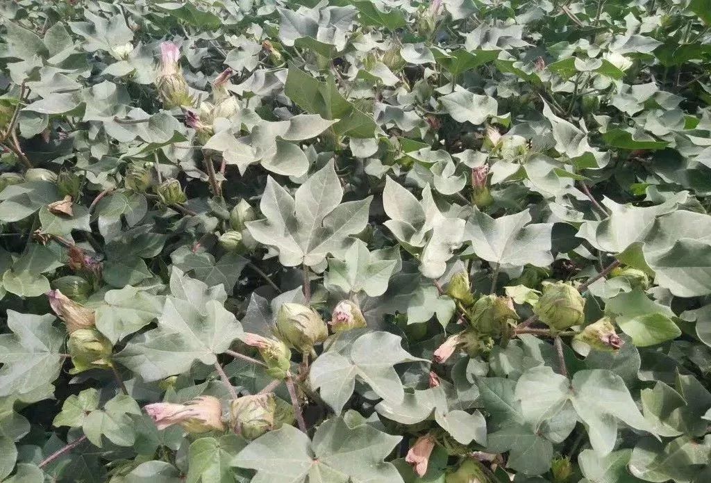 什么是棉花贪青晚熟为什么如何防治