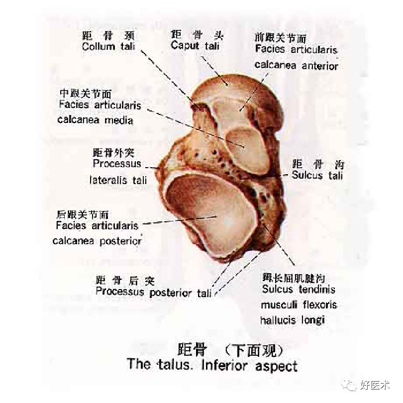 距骨的准确位置图图片