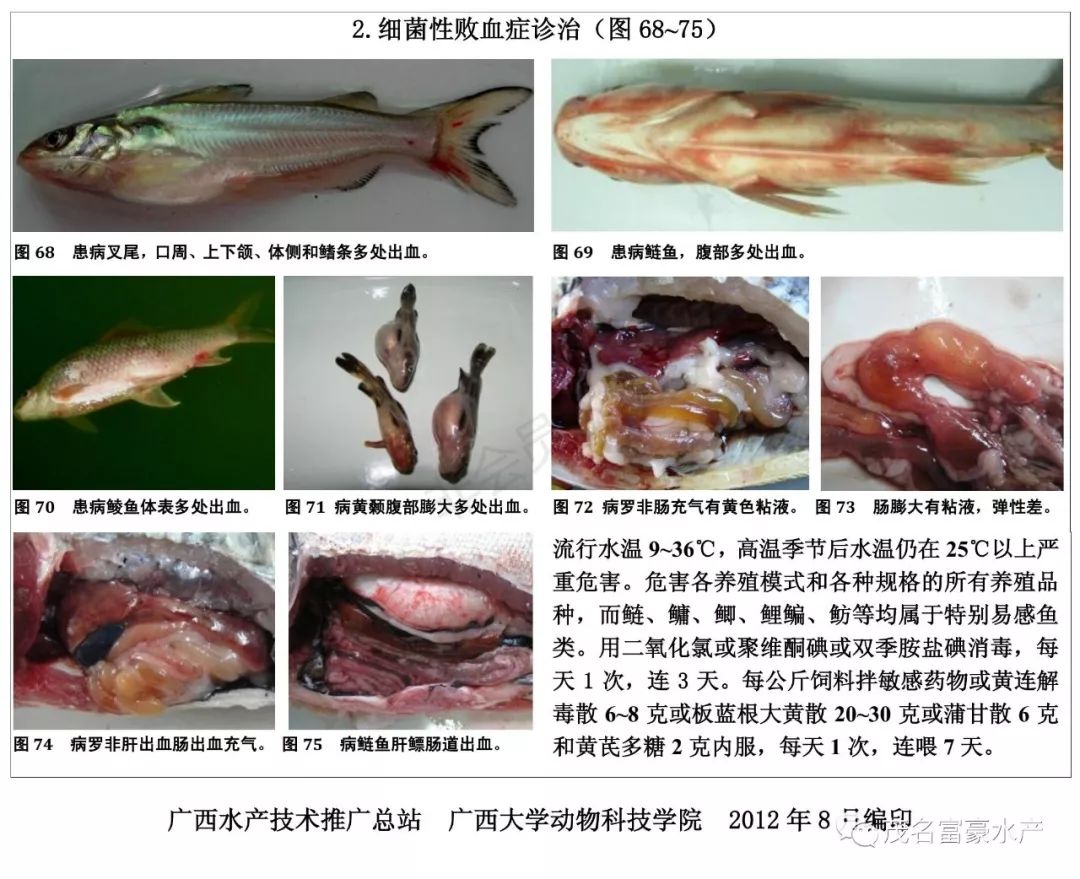 养殖必备宝典超全鱼类病害诊治图谱10类19种优劣水色图谱