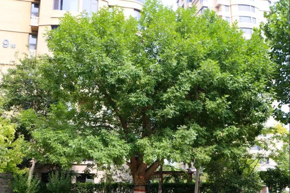 东营市市树图片