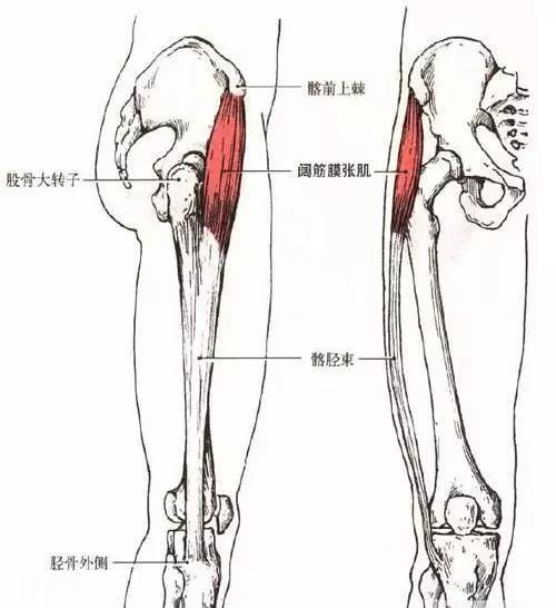 下面这张是阔筋膜张肌与股骨大转子的解剖图