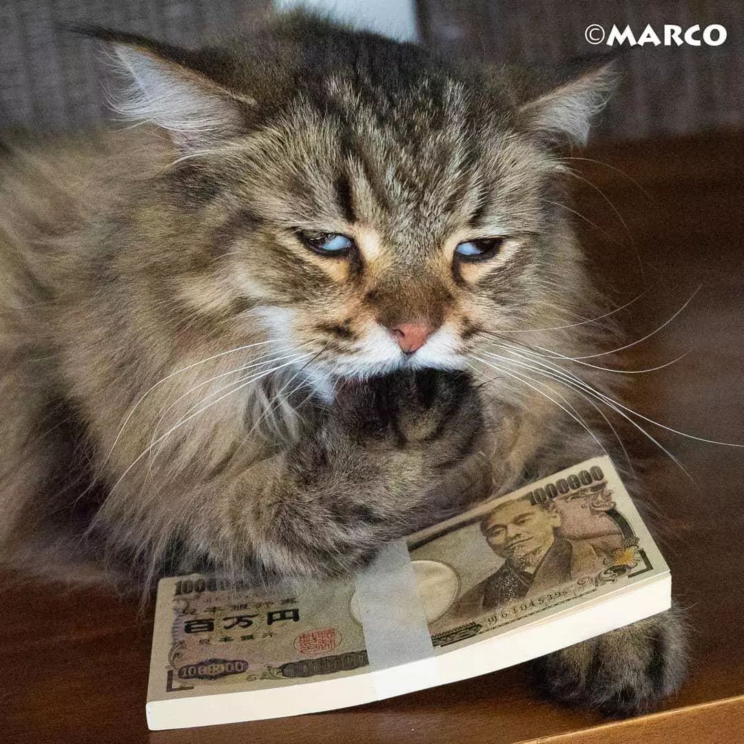 日本网红猫咪Marco，在线撩人