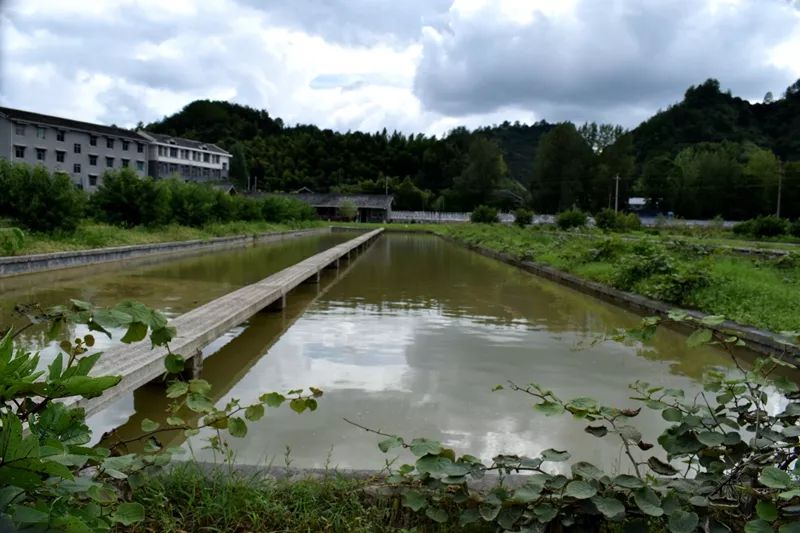 甲鱼池塘建设图片大全图片