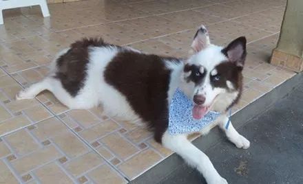 网友晒出哈士奇和边牧的混血儿然而这狗子的颜值真是一言难尽了