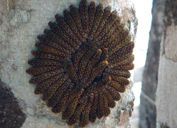 院外的树干上出现圆形斑块居民走近一看赶忙离开