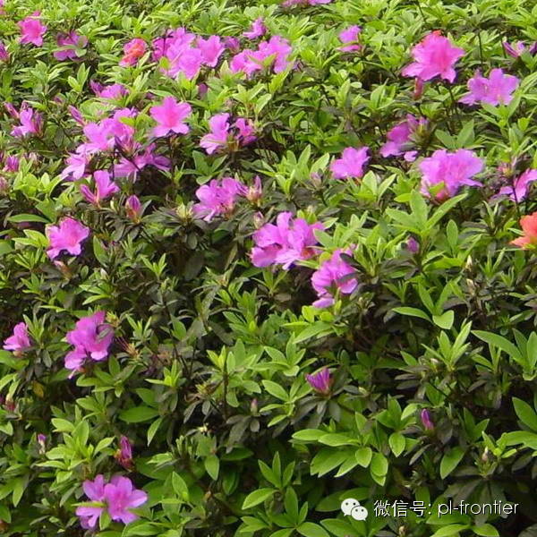 草花地被