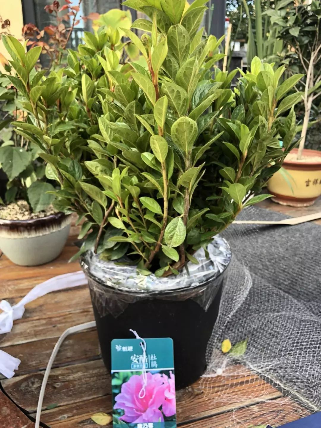 试种报告安酷杜鹃耐寒性测试总结