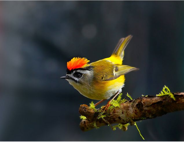 野外发现迷你鸟儿头戴菊花竟是世界上永远也看不够的鸟