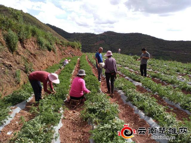 元谋凉山香叶天竺葵助农增收