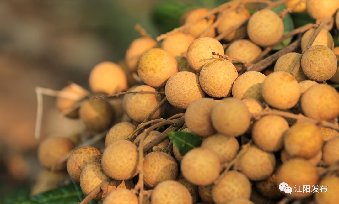 25元随便吃张坝桂圆文化节即将上线好吃好耍等你来