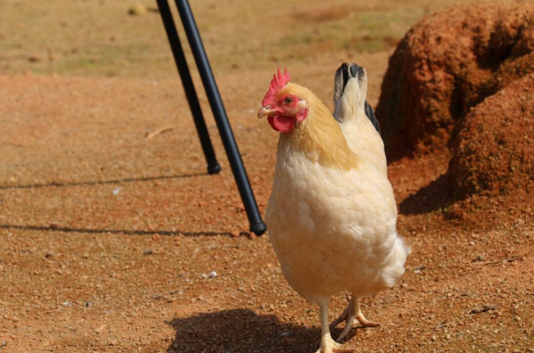 岂只是美食封开杏花鸡变身金凤凰快来了解一下