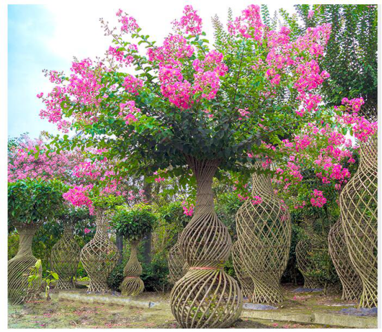 紫薇花瓶及骨架欣赏