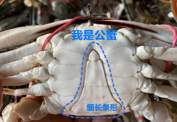 公母梭子蟹怎么分花脐到底是公是母呢看完这篇文章一下就懂了