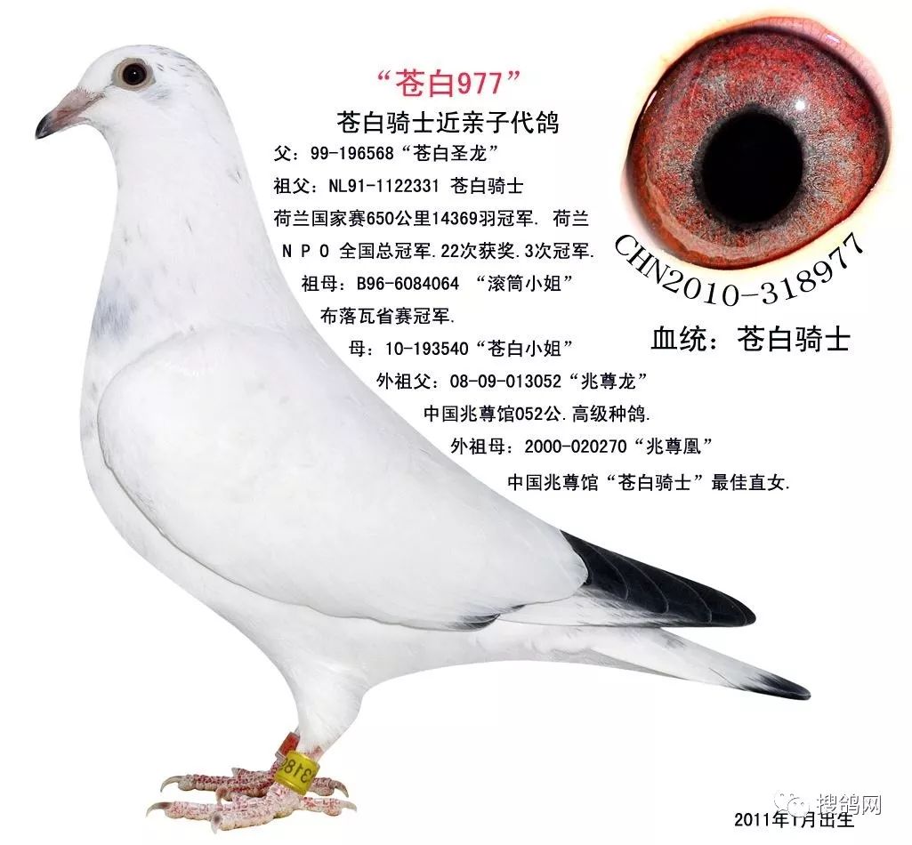 搜鸽趣闻白鸽花鸽也能博出高位