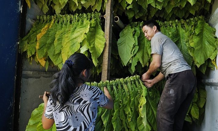 2019年云南宣威农村烤烟采收(搬烟,辫烟,烤烟)实景
