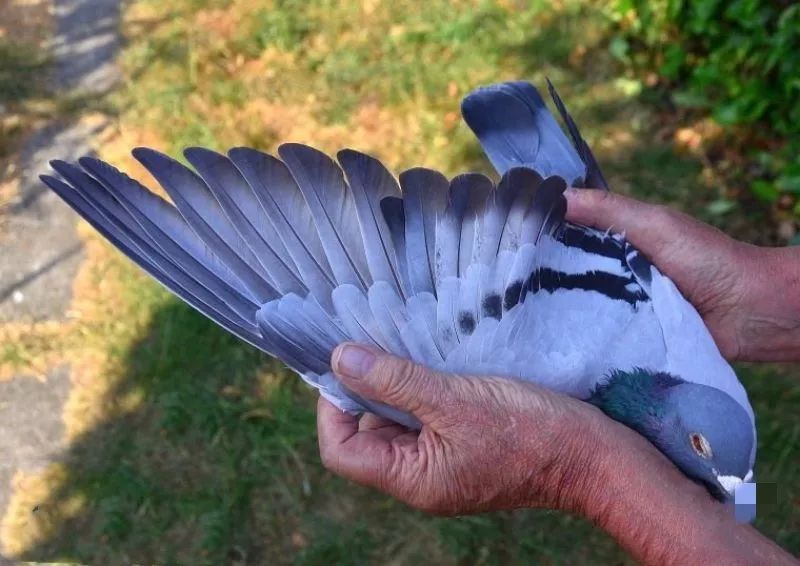 图集冠军鸽翅膀欣赏高质量赛鸽翅膀都有哪些特征