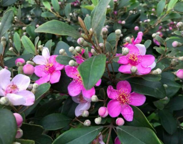 常生长在人迹罕至的地方_金娘